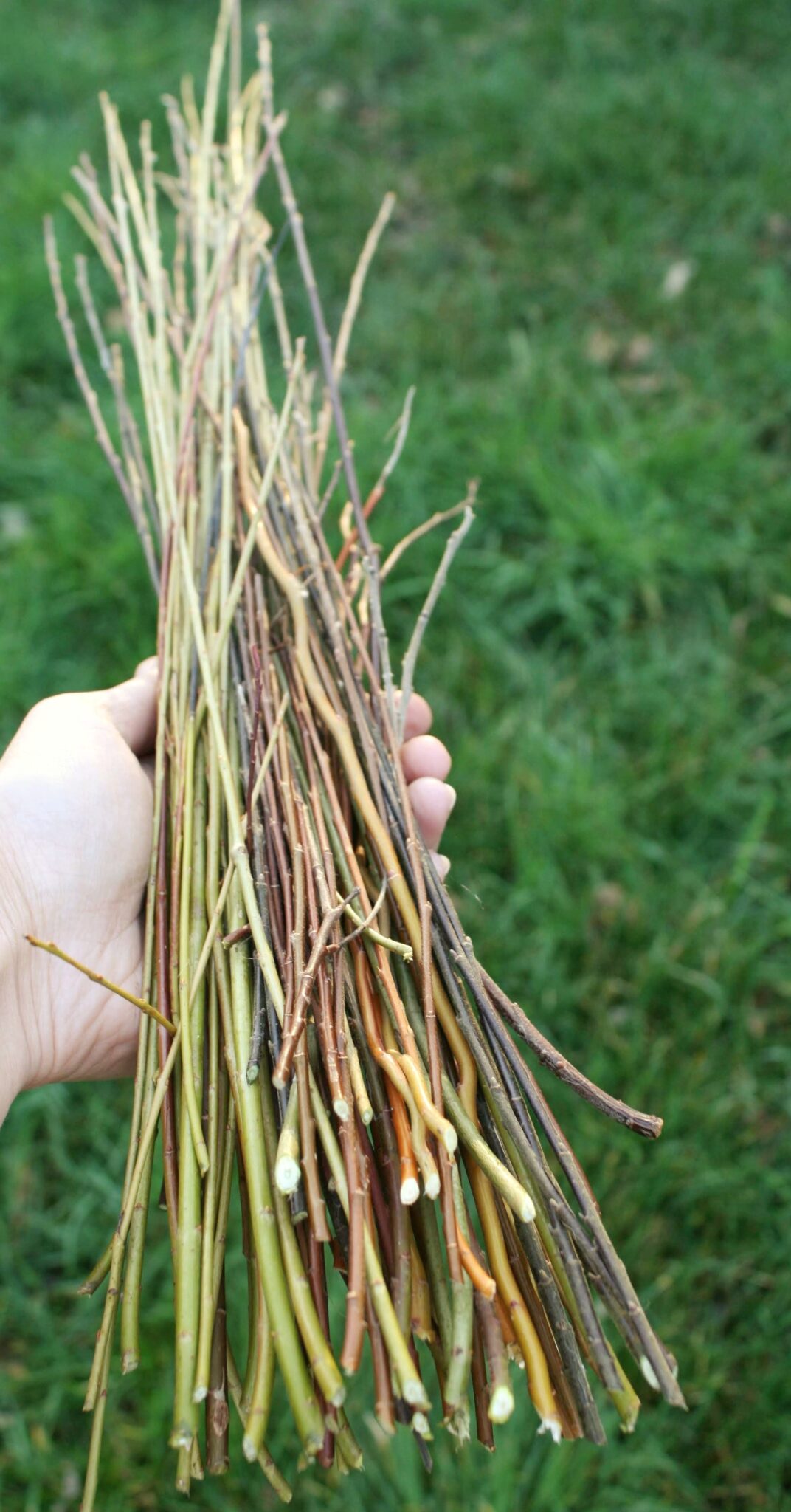 Willow Info & FAQ Willow Weaving, Wreaths & Baskets
